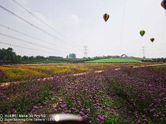 -紫颐香薰山谷景区