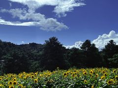 -名花谷生态庄园