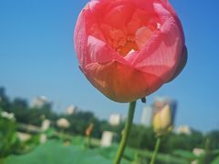 -莲花池公园