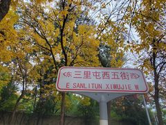 -三里屯东五街银杏大道