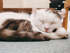 -藏猫猫咖啡主题馆(中央大道店)