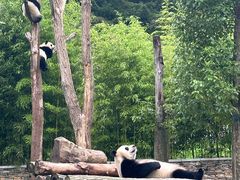 -卧龙中华大熊猫苑神树坪基地
