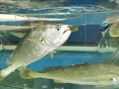 -渔中舟海鲜大排档(普陀沈家门店)