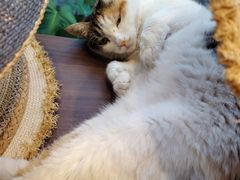 -DK45丹麦家居生活馆·依诺维绅(798店)