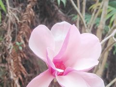 -广州白江湖森林公园