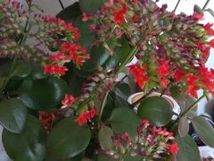 -好利来(永安道店)