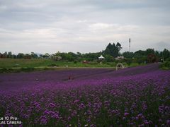 -紫颐香薰山谷景区