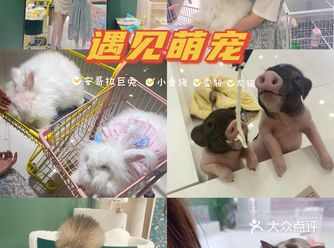 雪山飞狐来啦 |遇见萌宠|安哥拉巨兔