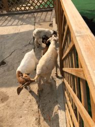 -萌宠亲子动物乐园(槐房万达店)