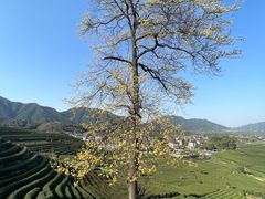 -龙坞茶村