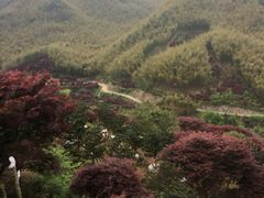 -四明山国家森林公园