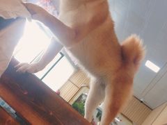 -柴源莊·柴小宠柴犬咖啡