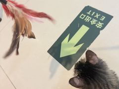 -平行世界·猫咖(首经贸店)
