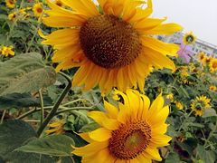 iphone_upload_pic-南京信息职业技术学院-1食堂