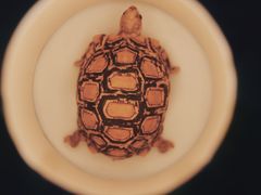 -上海大自然野生昆虫馆(东方明珠·爬宠昆虫探索中心)