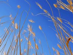 -野鸭湖国家湿地公园