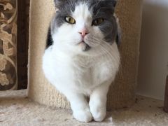-MOYOYO猫咪咖啡店