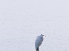 -深圳湾公园(南山区)