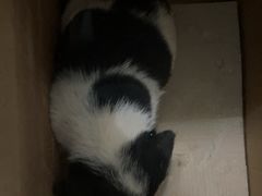 -心仪动物医院·牙专科·肿瘤·心脏科(西客站院)