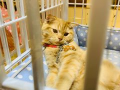 -藏猫猫咖啡主题馆(中央大道店)