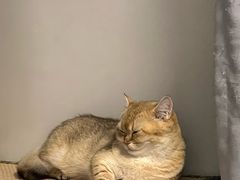 -德元·美联众合24小时动物医院(总院)