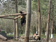 -都江堰中华大熊猫苑