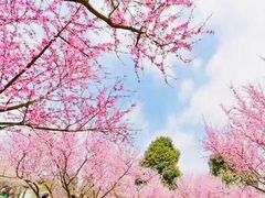 -秀丽东方