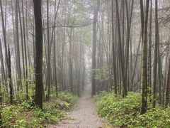 -大围山国家森林公园