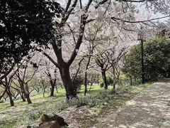 -苏州上方山国家森林公园