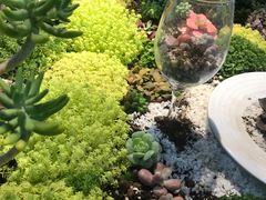 -石家庄市植物园