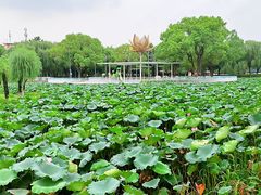 -荷花公园