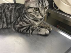 -康乐宝动物医院