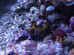 -西雅图水族馆