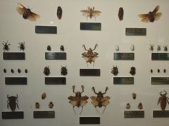 -上海昆虫博物馆