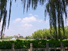-莲花池公园