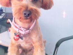 -宠屋宠物美容店