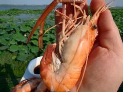 -七的湖·晚芳亭·阳澄湖农家菜·大闸蟹(莲花岛店)