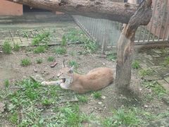 -青藏高原野生动物园