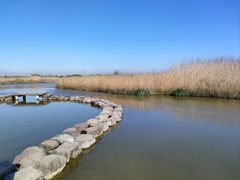 -宁波杭州湾国家湿地公园