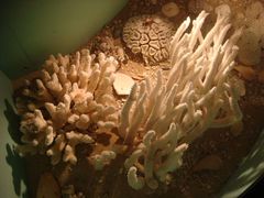 -亚龙湾中心广场·贝壳馆