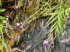 -广州白江湖森林公园