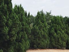 -南沙蒲洲花园