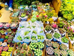 -循礼门鲜花花市(武汉循礼门店)