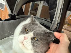 -宠福鑫动物医院(望京分院)