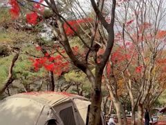 -伏羲山旅游区
