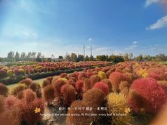 -花开海上生态园