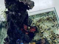 -中环花鸟鱼虫市场