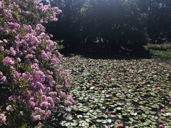 -墨尔本皇家植物园