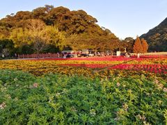 -广州市石门国家森林公园