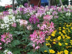 -其美潮州鱼旦粉世家(花城汇南区分店)